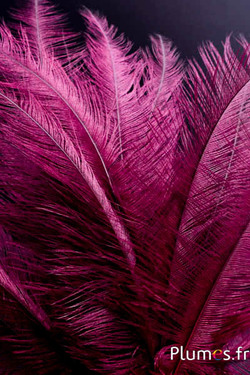 Struisvogelstaart - 30-38 cm - bordeaux